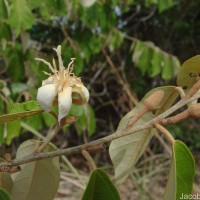 Pterospermum suberifolium (L.) Raeusch.